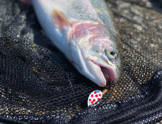 Trout Caught on a Spinner