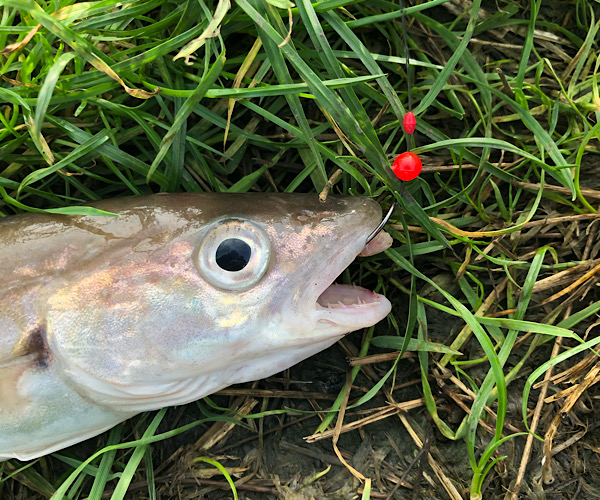 River Crouch Whiting