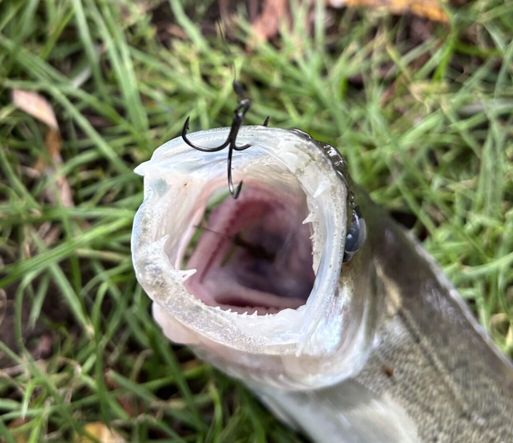 Zander with a size 8 treble hook in its mouth