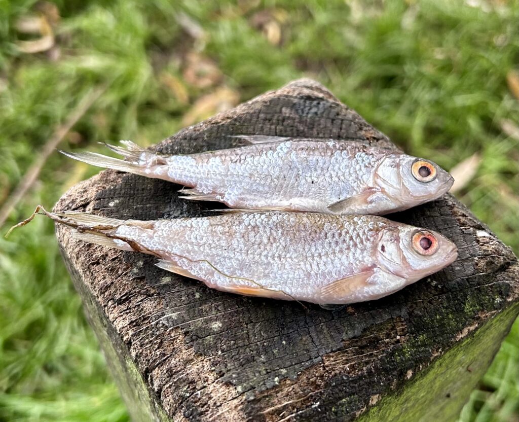 Deadbait roach for Zander and pike fishing