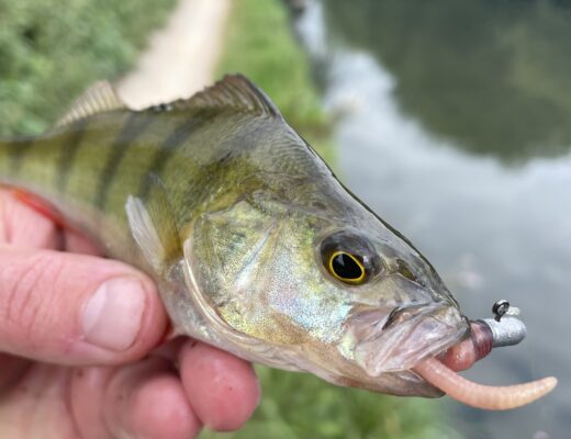 Perch fish with a worm and hook in its mouth