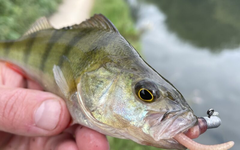 Perch fish with a worm and hook in its mouth