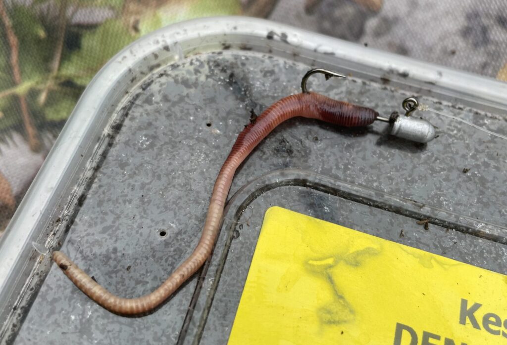 Worm with a jig head for jigging worms