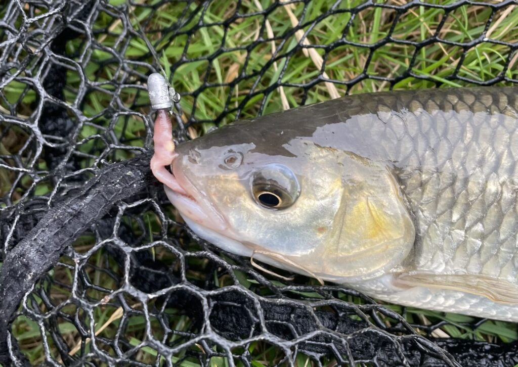 Chub with a hook in its mouth whilst jigging worms