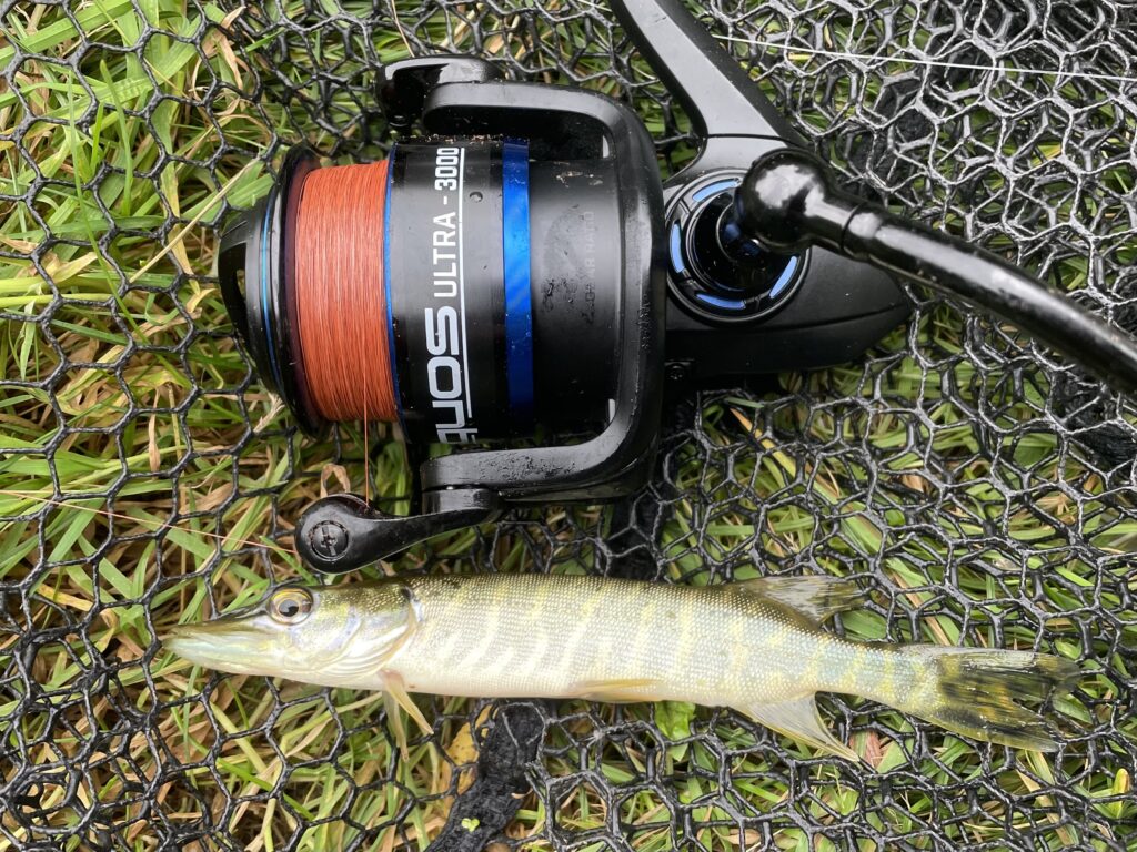 Pike pictured laying next to a fishing reel on a net